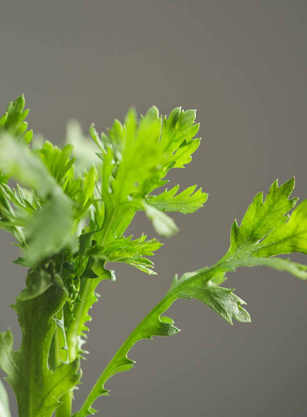 Matte Sun Stick : Mugwort+Camelia (SPF 50+ PA++++)